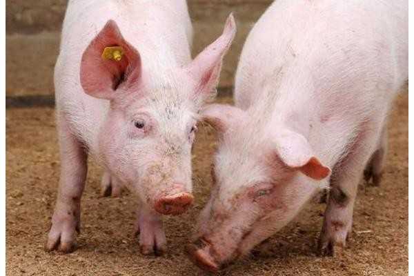 RFID技術(shù)肉類追溯監(jiān)管，讓食物更加安全